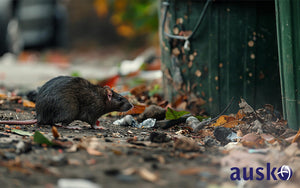 Rat near overflowing garbage bin outdoors
