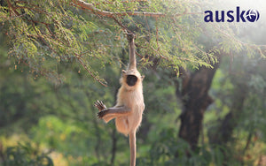 monkey hanging by the tree branch with one hand